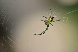 Orchidee Spinne erledigt im das Mitte von das Spinne Netz foto