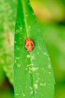 asiatisch Dame Käfer im Puppe Bühne auf ein Blatt foto