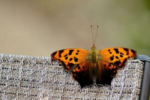 Frage Kennzeichen Schmetterling ruht auf oben von ein Terrasse Stuhl foto