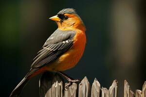 Passerine Vogel, Turdus Merula, bekannt wie das verbreitet Amsel ai generiert foto