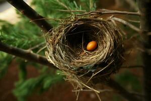 ein Vögel Nest eingebettet sicher innerhalb das Geäst von ein Baum ai generiert foto