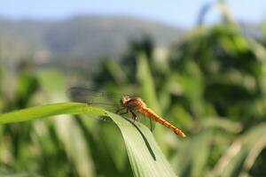 Libelle schön Fotos im ein sonnig Tag