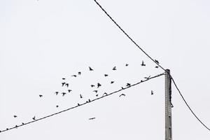 Vögel sitzen auf Drähten