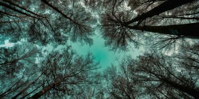 ai generiert. ai generativ. Natur wild draussen Wald Bäume suchen oben Aussicht mit sonnig Strahl. Abenteuer Reise Trekking Inspiration. Grafik Kunst foto