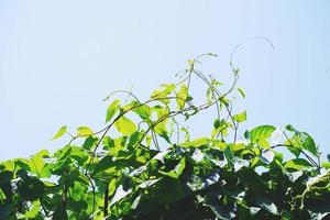 grüne Blätter einer Kletterpflanze am Zaun, blauer Himmel an einem sonnigen Tag foto