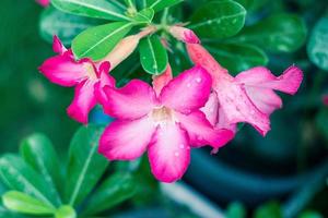 Nahaufnahme von Wüstenrose, Adenium obesum, Blumen. foto