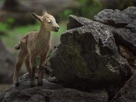 Sibirischer Steinbock auf Felsen foto