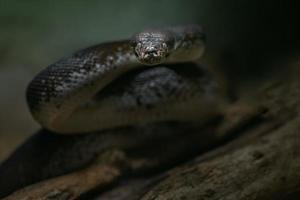 Macklots Python zum Angriff bereit foto
