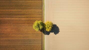 generativ ai, Bauernhof Herbst Landschaft, landwirtschaftlich Felder, schön Grün, Gelb, Orange und Beige Landschaft, Land Straße. Natur Illustration, fotorealistisch oben Aussicht Drohne. foto