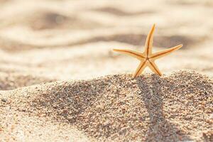 Seestern steht auf Sand. Sonne ist leuchtenden hinter. Vorderseite Aussicht mit Kopieren Raum. Sommer- Strand. Ferien im heiß Länder foto