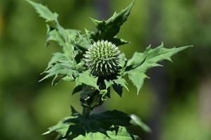 grüne Echinops Ritro Knospe auf grünem Hintergrund foto