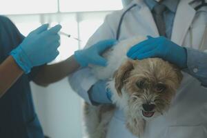 Tierarzt Prüfung Hund und Katze. Hündchen und Kätzchen beim Tierarzt Arzt. Tier Klinik. Haustier prüfen oben und Impfung. Gesundheit Pflege. foto