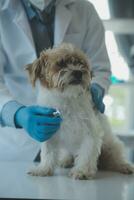 Tierarzt Prüfung Hund und Katze. Hündchen und Kätzchen beim Tierarzt Arzt. Tier Klinik. Haustier prüfen oben und Impfung. Gesundheit Pflege. foto