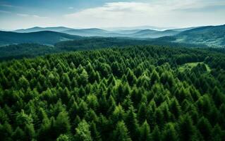 Grün Wald, Antenne Aussicht foto