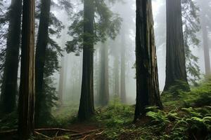 mehrere Redwood Bäume mit dick Nebel. generativ durch ai foto