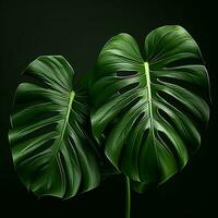 tropisch Monstera Blätter auf schwarz Hintergrund. eben legen, oben Sicht. ai generiert Profi Foto