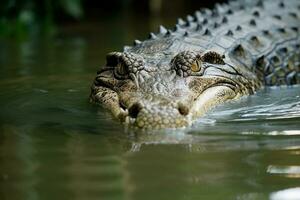 Krokodil im das Fluss.generativ ai. foto