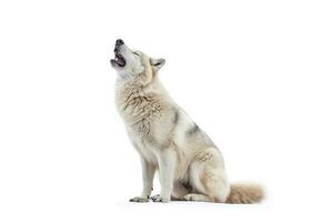 Heulen Weiß Wolf isoliert auf Weiß hintergrund.generativ ai. foto