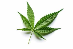 Cannabis Blätter auf Weiß hintergrund.generativ ai. foto