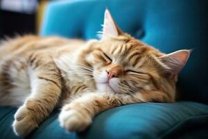 ein Fett Katze Lügen auf ein Blau Sofa. foto