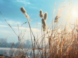 getrocknet Gras und Himmel Hintergrund foto