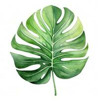 Aquarell Grün Monstera Blatt foto