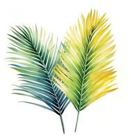 Grün Aquarell Palme Blatt isoliert foto