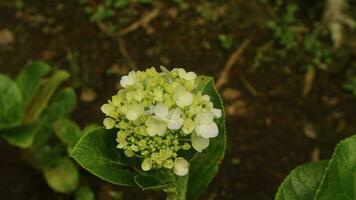 Mini Grün Hortensie, ist großartig zum irgendein Braut suchen zum Das schwer zu finden hell Grün Blume. es ist runden gestalten macht es ein großartig Akzent Blume im Blumensträuße foto