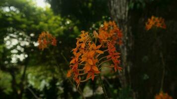 Saraca asoca, Asoka Pflanzen, in der Regel namens Flamme von das Holz foto