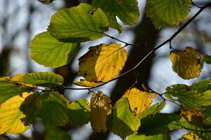 bunt Herbst Blätter auf ein Baum Ast im das warm Sonnenschein foto