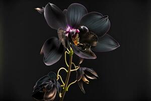 Selten Blühen groß schwarz Orchidee von Gattung groß Lippe Phalaenopsis Blumen isoliert auf dunkel schwarz Hintergrund. neural Netzwerk generiert Kunst foto