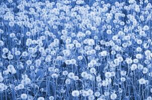 Weiß flauschige Löwenzahn Blume im Phantom klassisch Blau Farbe Feld, natürlich Hintergrund foto