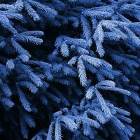 flauschige Tanne Baum Brunch schließen hoch. Weihnachten Hintergrund Konzept mit Kopieren Raum. Phantom klassisch Blau Farbe foto