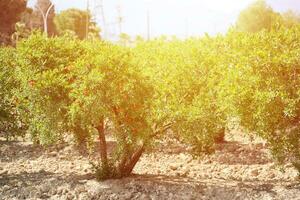 Reihe von Granatapfelbäumen mit reifen Früchten auf grünen Zweigen foto
