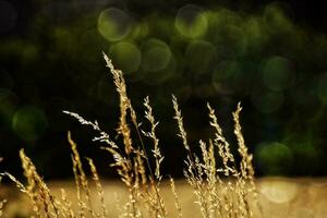 golden Sommer- wild Gras im das ewig warm sanft Sonne foto