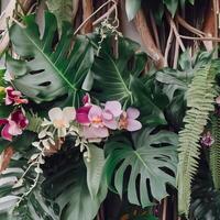 dunkel Grün Blätter Monstera oder Teilt Blatt Philodendron. generativ ai foto