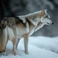 ein Wolf ist Stehen im das Schnee mit Schnee auf das Boden generativ ai foto