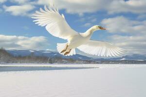 whooper Schwan wendet sich auf das Wasser führen zu Schnee Schwan inmitten stark Wind weht Schnee See Kussharo, Hokkaido foto