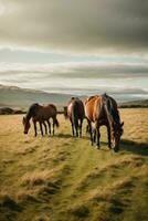 Foto Pferd Gehen auf Neu Neuseeland Gras Feld