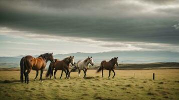 Foto Pferd Gehen auf Neu Neuseeland Gras Feld