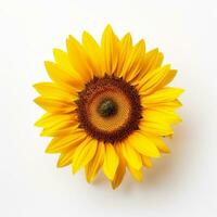 ein schön Sonnenblume auf Weiß Hintergrund generativ ai foto