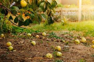 gefallene Äpfel liegen auf dem Boden, eine neue Ernte in der Sonne