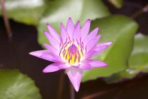 Nahaufnahme blühende süße rosa Seerose schöne Lotusblume foto
