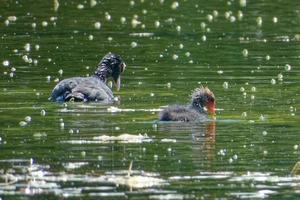 eurasisches Blässhuhn ist ein Mitglied der Familie der Rail- und Crake-Vögel. foto