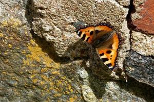 der kleine schildpatt ist ein bunter eurasischer schmetterling aus der familie der nymphalidae. foto