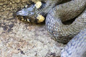 Halsbandschlange, Ringelnatter in der Natur, Natrix Natrix foto