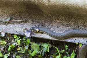 Halsbandschlange, Ringelnatter in der Natur, Natrix Natrix foto