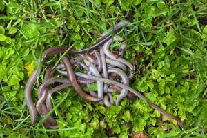 nützlicher Regenwurm in der Natur foto