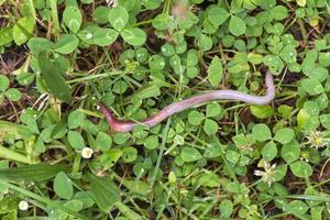 nützlicher Regenwurm in der Natur foto