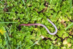 nützlicher Regenwurm in der Natur foto